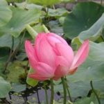 Nelumbo nucifera 'rose' - Rózsaszín Indiai Lótusz - kerti tavi növény