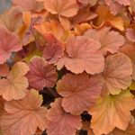 Heuchera 'Northern Exposure Amber'®
