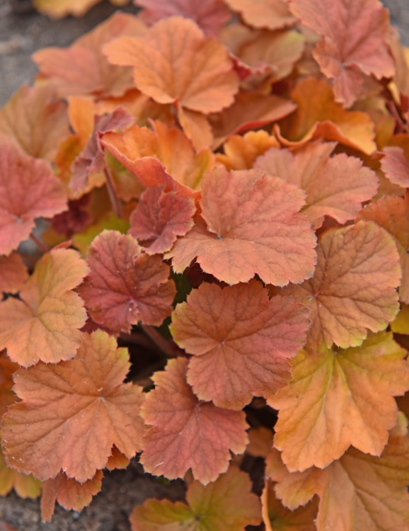 northern-exposure-amber Heuchera 'Northern Exposure Amber'® - Image 1