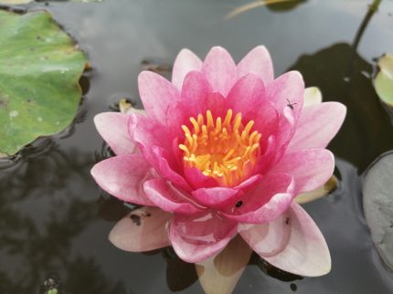 Nymphaea starburst - tavi rózsa