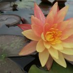 Nymphaea wanvisa - Lazac rózsaszín - sárga tarka tavirózsa