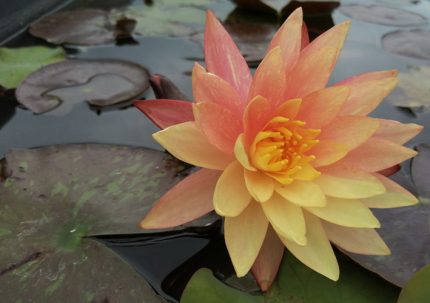 Nymphaea wanvisa - Lazac rózsaszín - sárga tarka tavirózsa