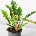 Philodendron RING OF FIRE