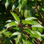 Prunus lusitanica 'Angustifolia' -
