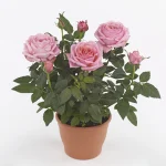Rosa ADELE KORD GR
