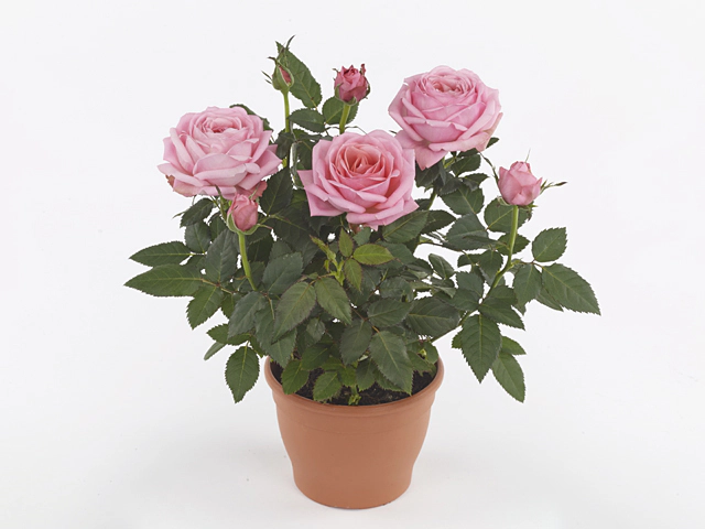 rosa_adele_kord_gr Rosa ADELE KORD GR