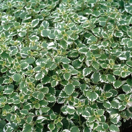 Plectranthus coleoides – Szúnyogűző növény